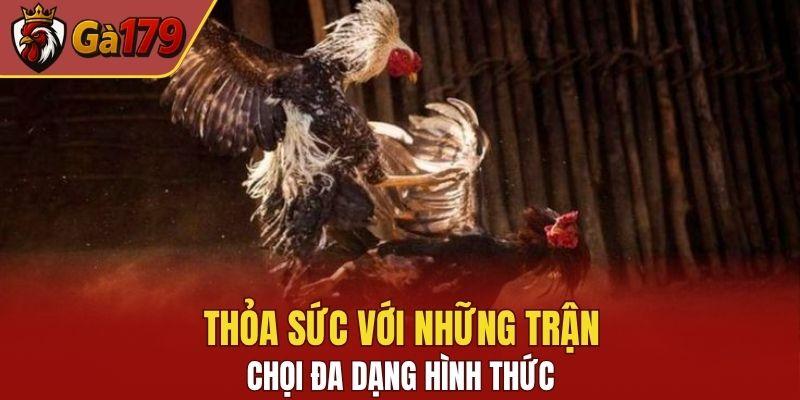 Trải nghiệm chọi gà Mỹ không bao giờ chán